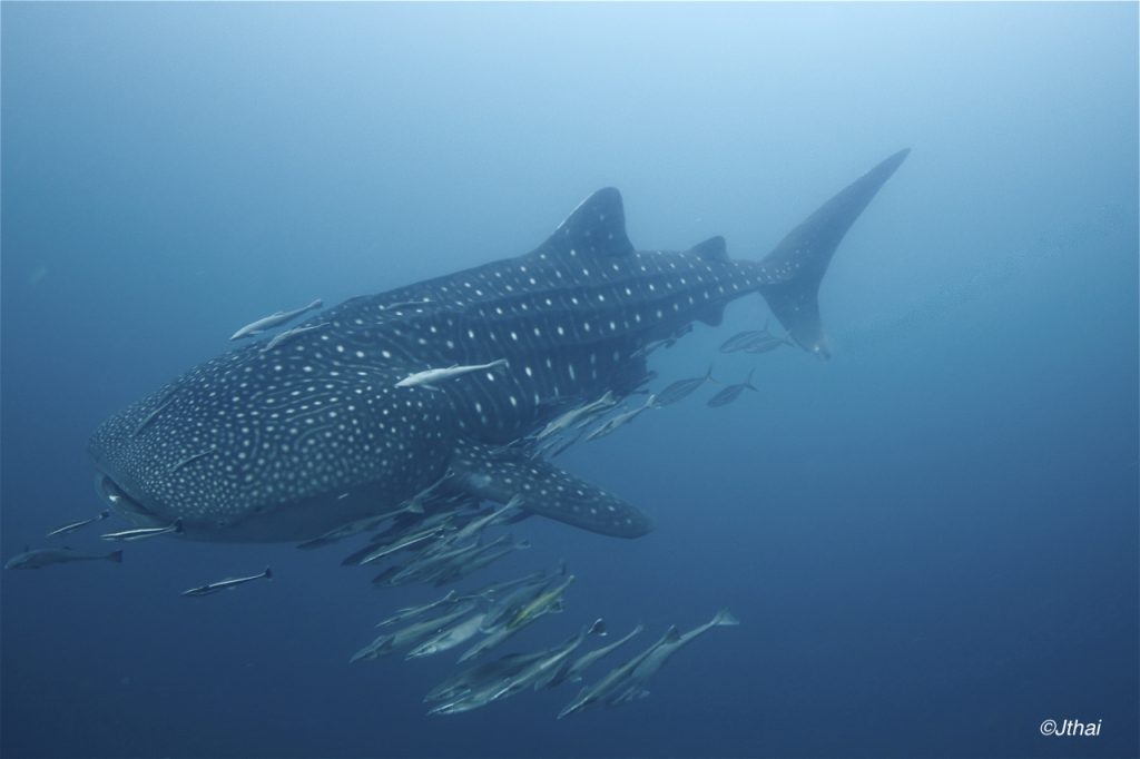 Hvalhaj i Triton Bay