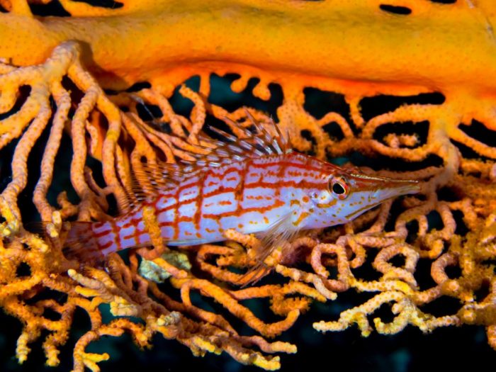 Dykning ved Pulau Rao og Morotai