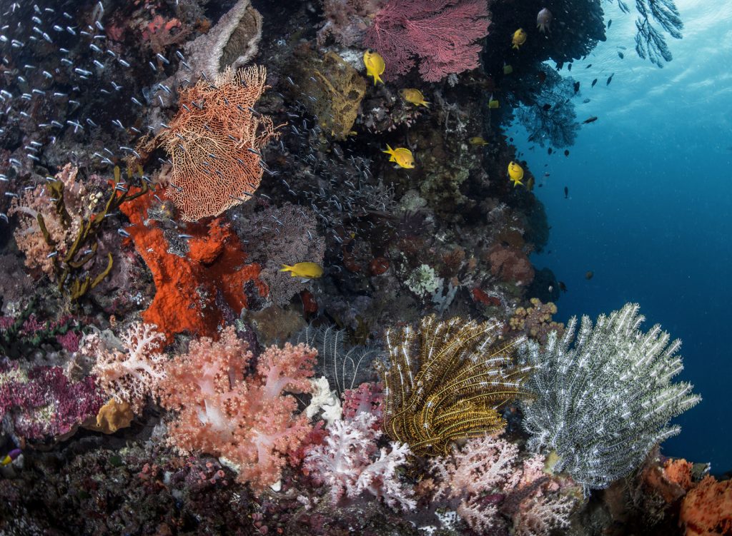 Wakatobi Resort