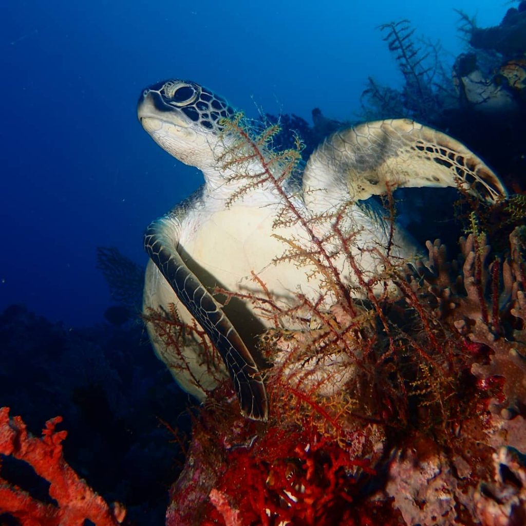 Blødkoraller i Wakatobi