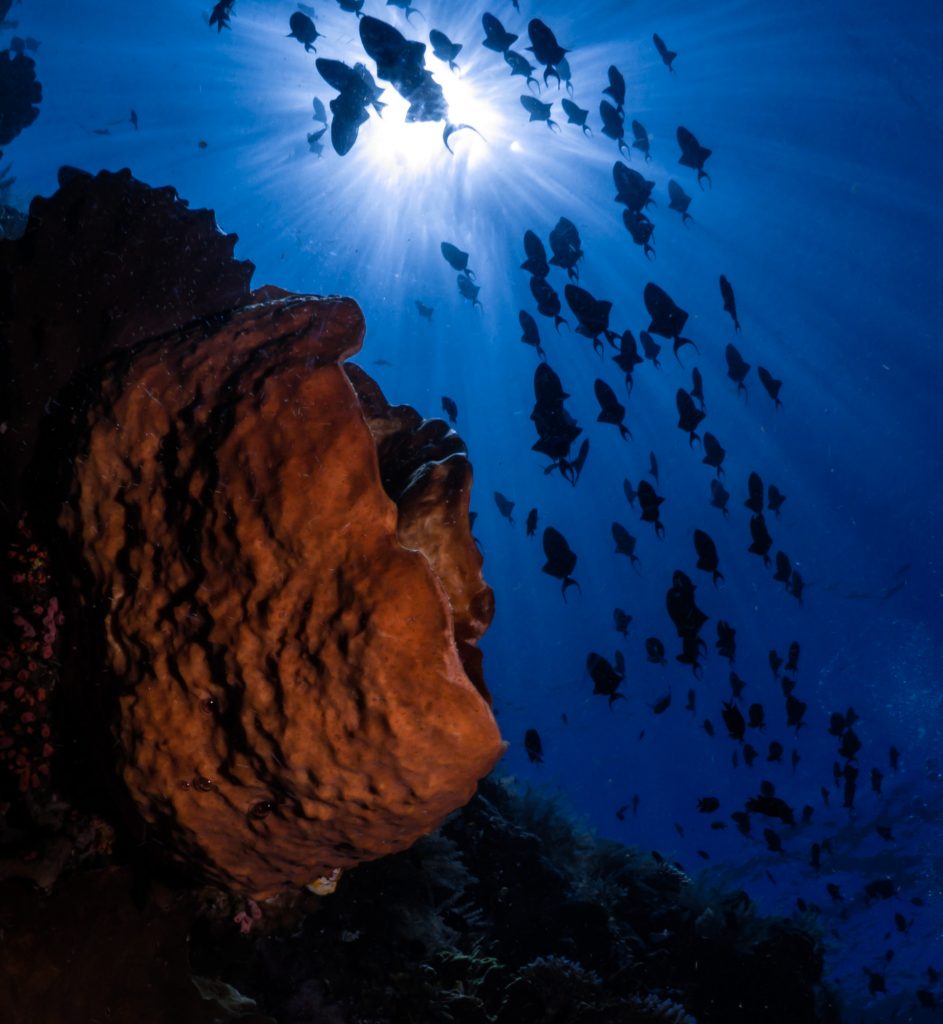 Farverigt rev i Bunaken Nationalpark