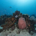 Pulau Moyo og Sumbawa
