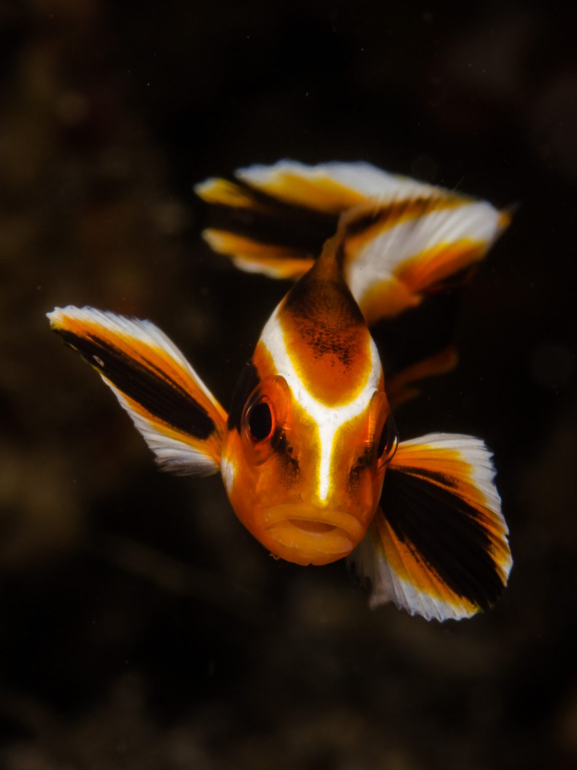 Dykning i Lembeh-strædet, Nord Sulawesi