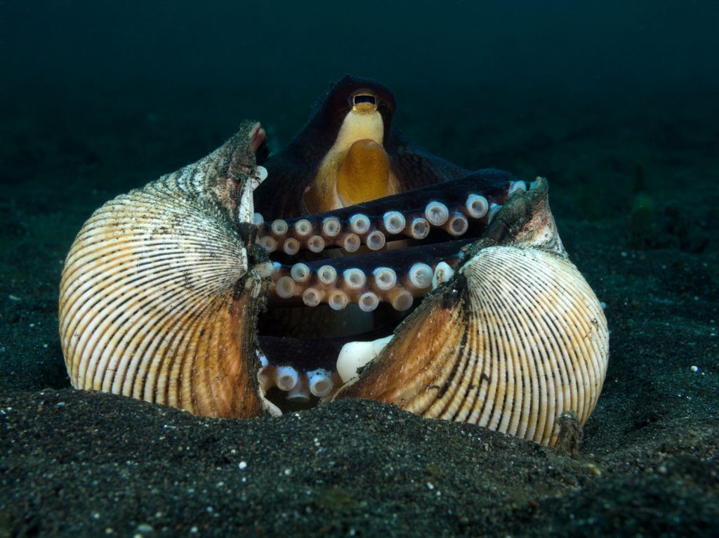 Dykning i Lembeh-strædet, Nord Sulawesi