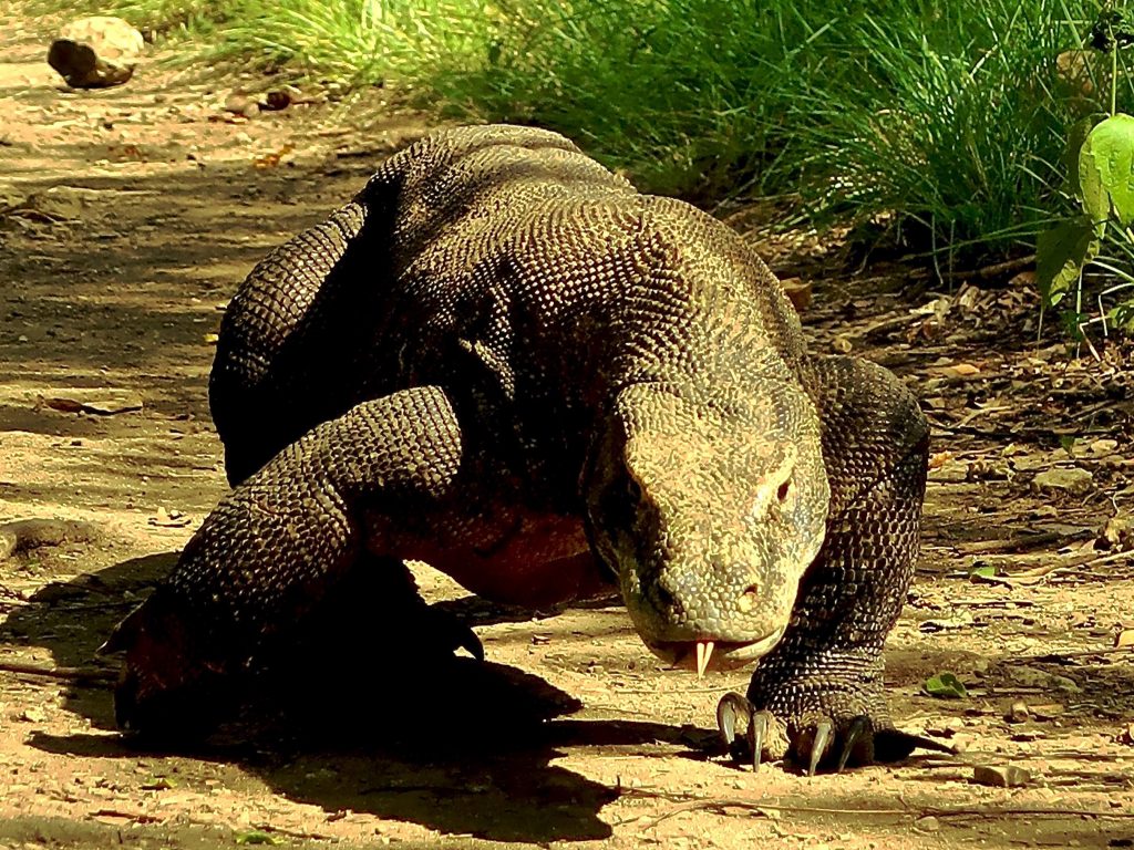 Revliv i Komodo Nationalpark