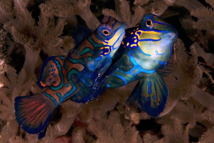 Dykning i Lembeh-strædet, Nord Sulawesi