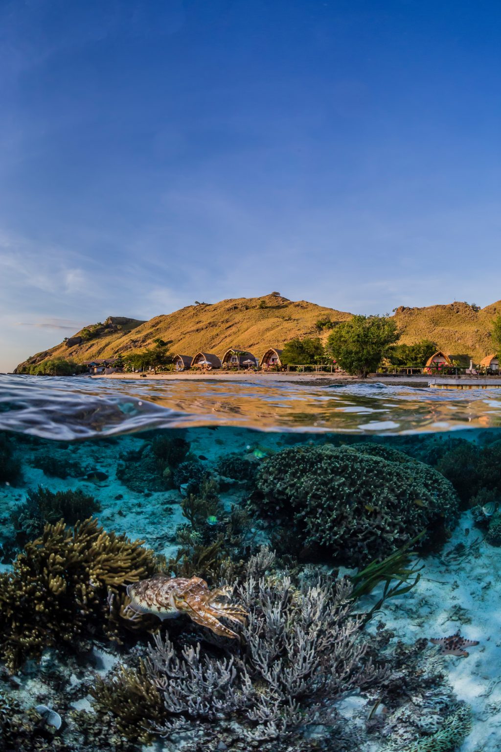 Dykning i Komodo og Flores
