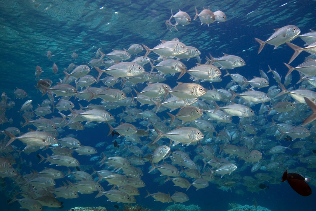 Syd Sulawesi Pulau Selayar