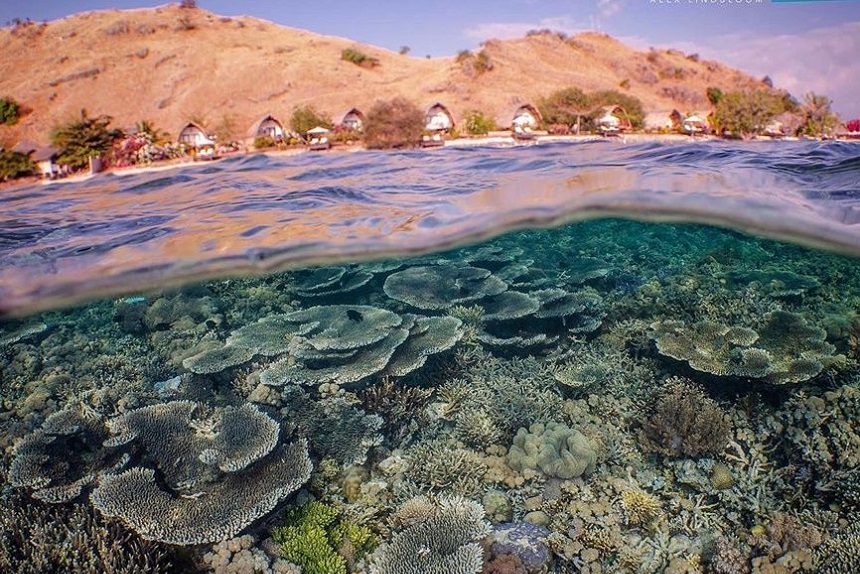 Øst Nusa Tenggara Komodo & Flores