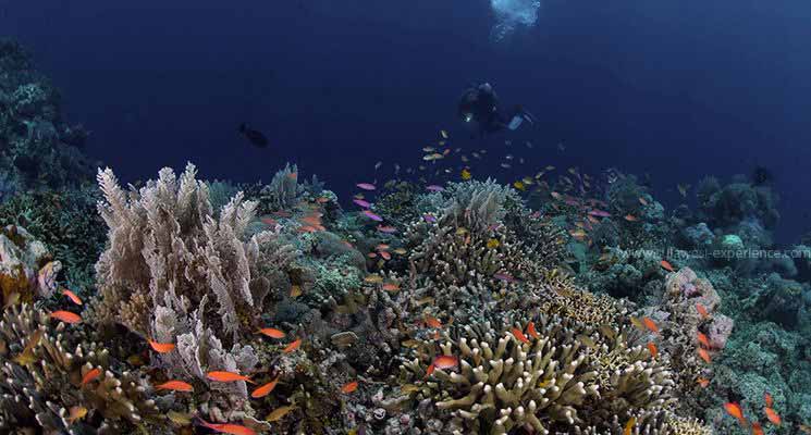 Dykning ved Pulau Selayar