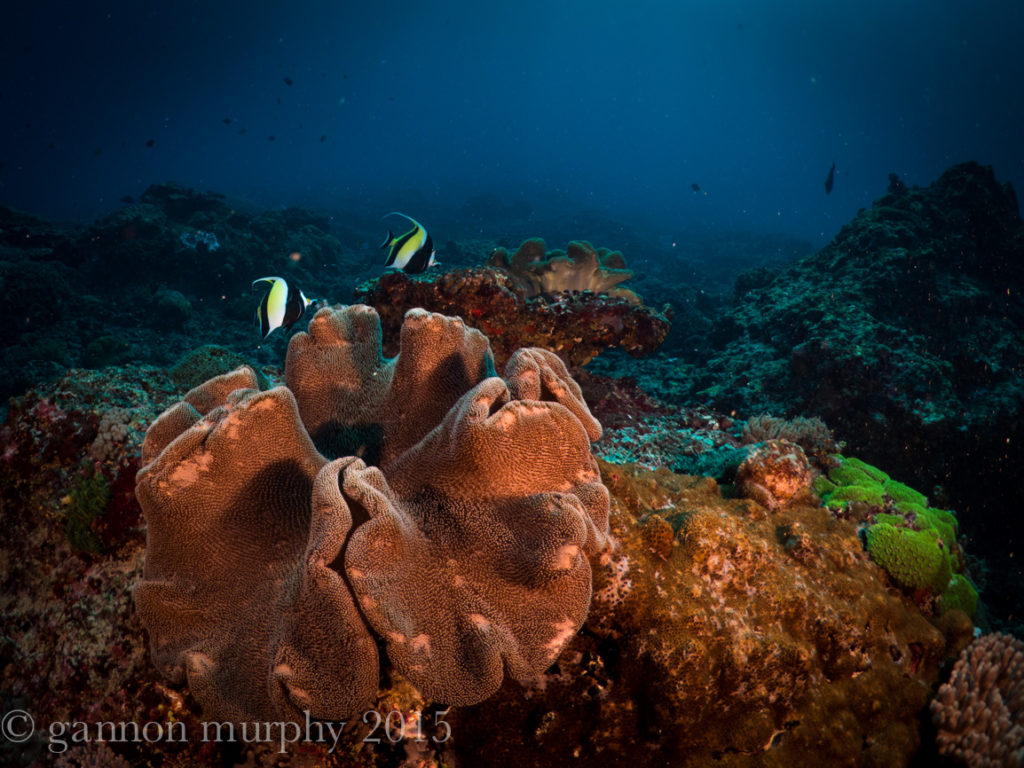 Dykning ved Nusa Penida