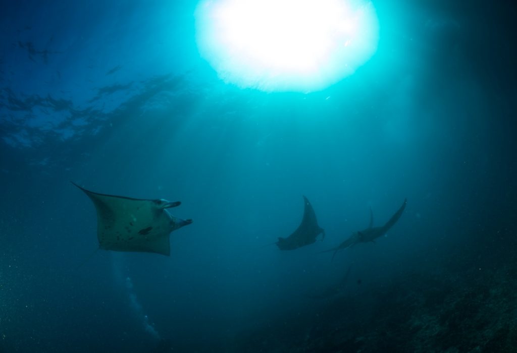 Dykning ved Nusa Penida