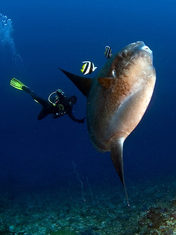 Dykning ved Nusa Penida