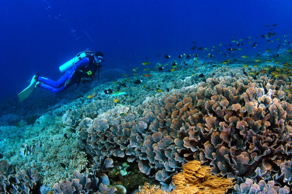 Dykning ved Nusa Penida