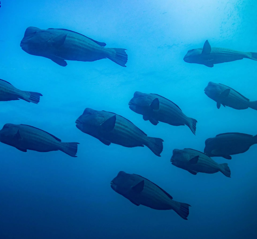 Dykning i det nordlige Dampier-stræde