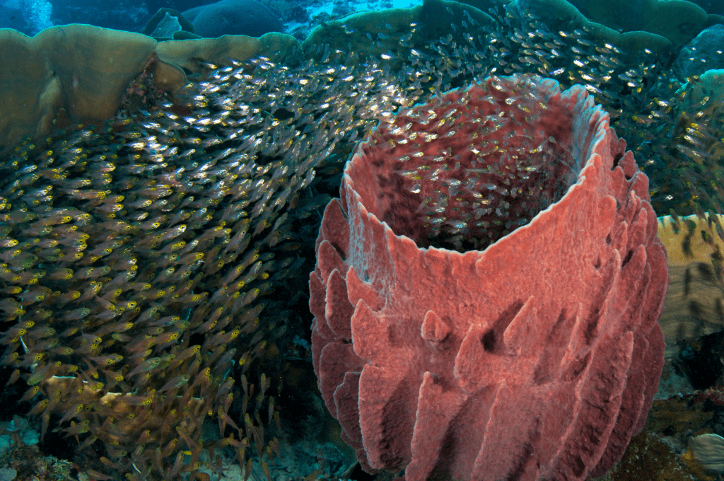 Dykning ved Pulau Tomia