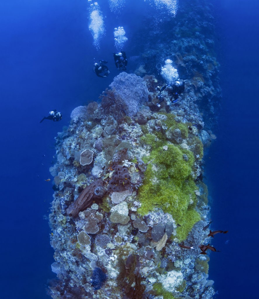 Dykning ved Pulau Tomia