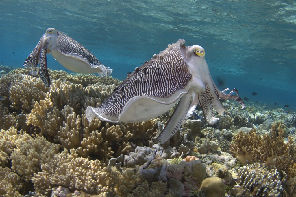 Dykning ved Pulau Tomia