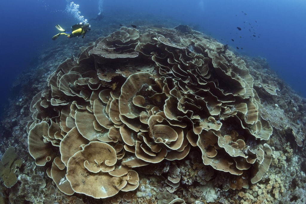 Dykning ved Pulau Tomia