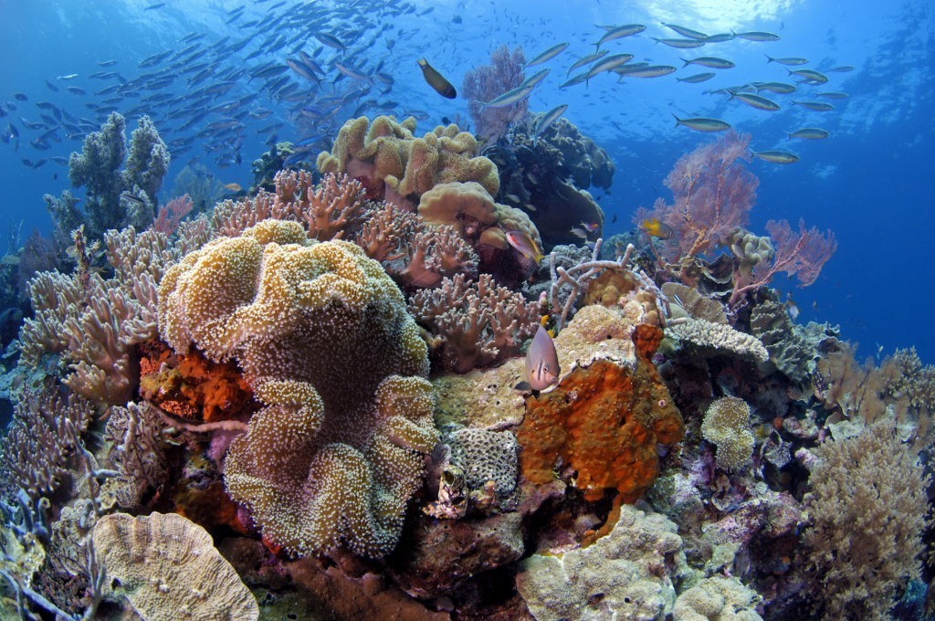 Dykning ved Pulau Tomia