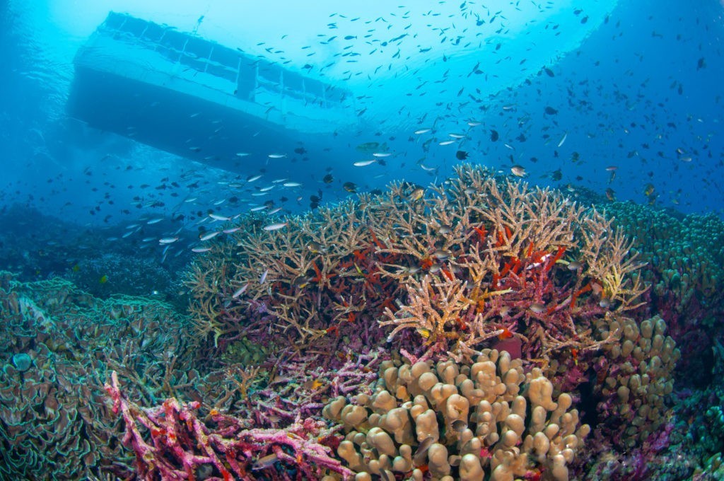 Dykkerstedet The Zoo i Wakatobi