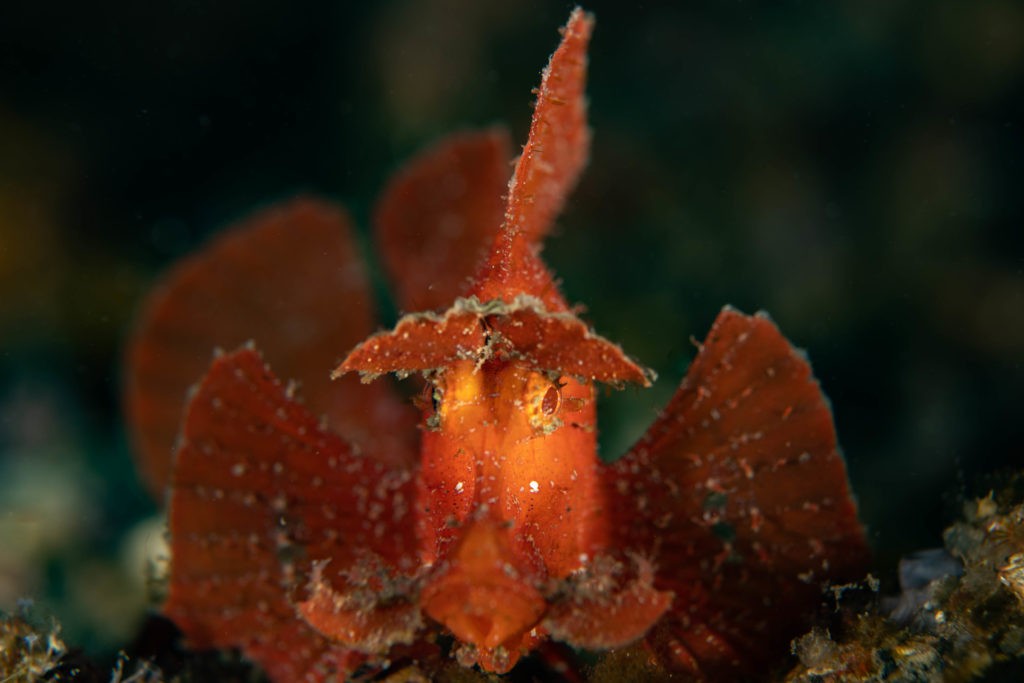 Dykning i Lembeh-strædet, Nord Sulawesi