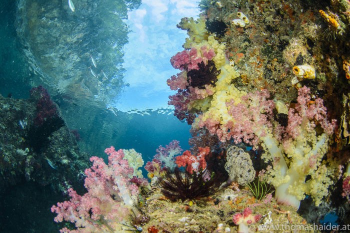 Dykning i Triton Bay