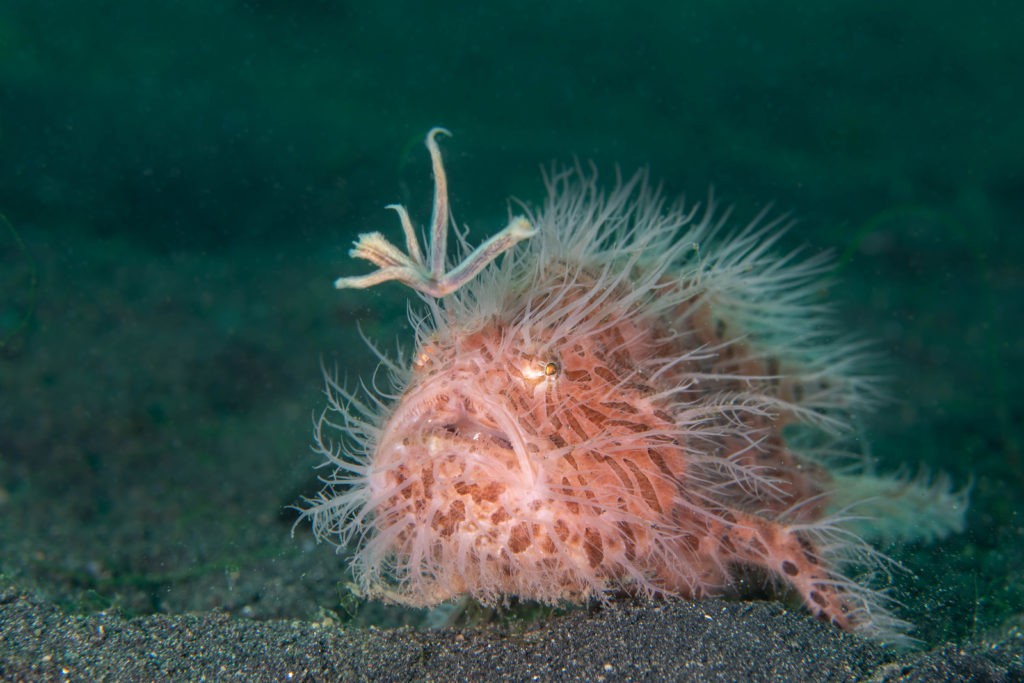 Dykning i Lembeh-strædet, Nord Sulawesi