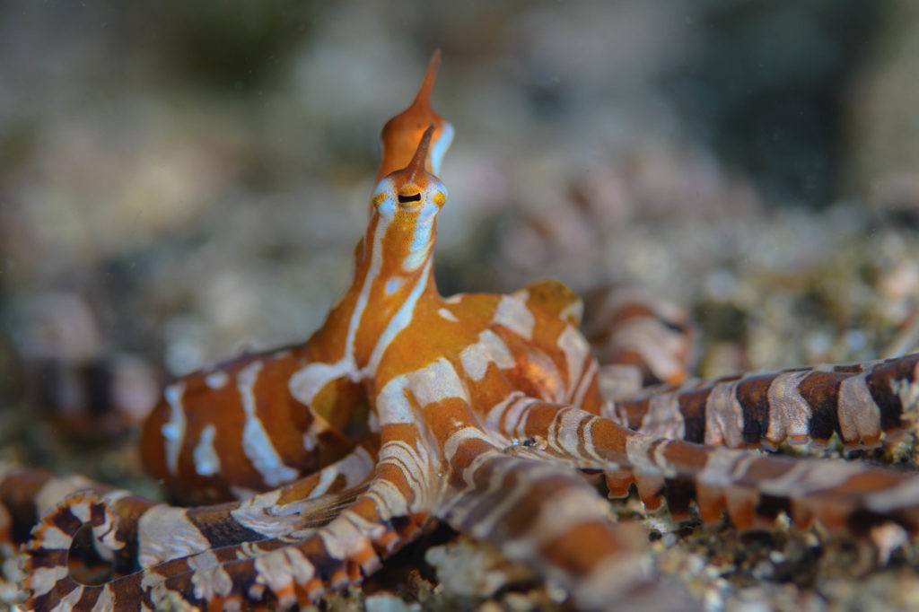 Dykning i Lembeh-strædet, Nord Sulawesi