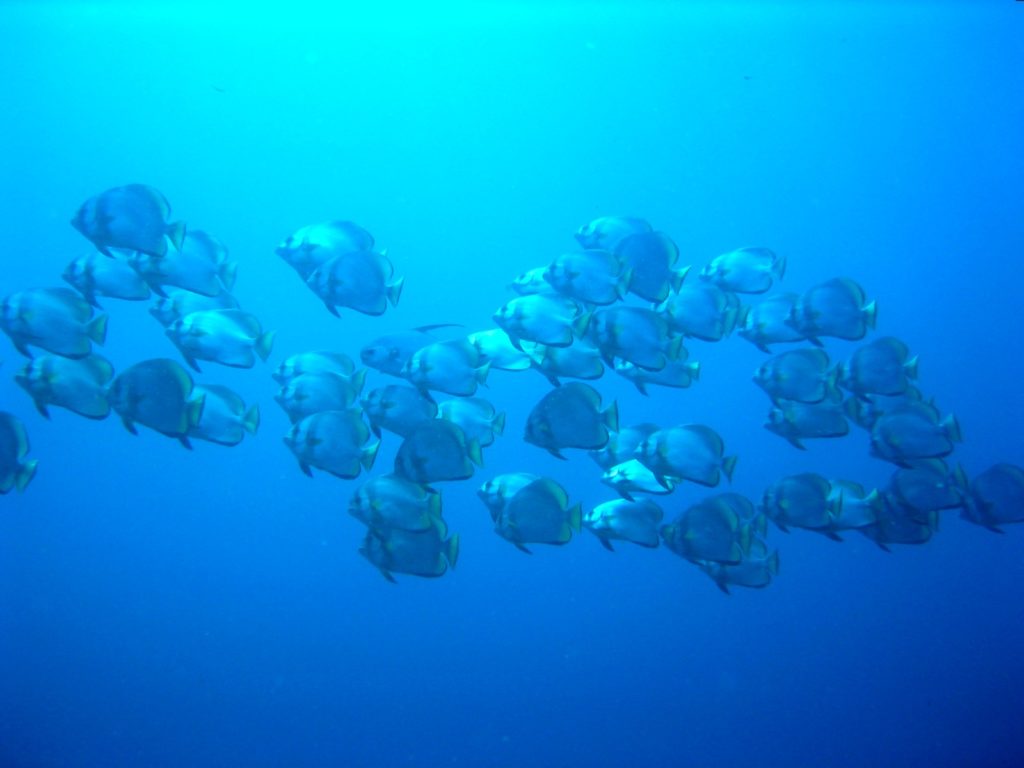 Stime af flagermusfisk ved Fukui, Bunaken