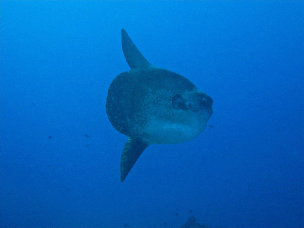 Klumpfisk i Nord Sulawesi