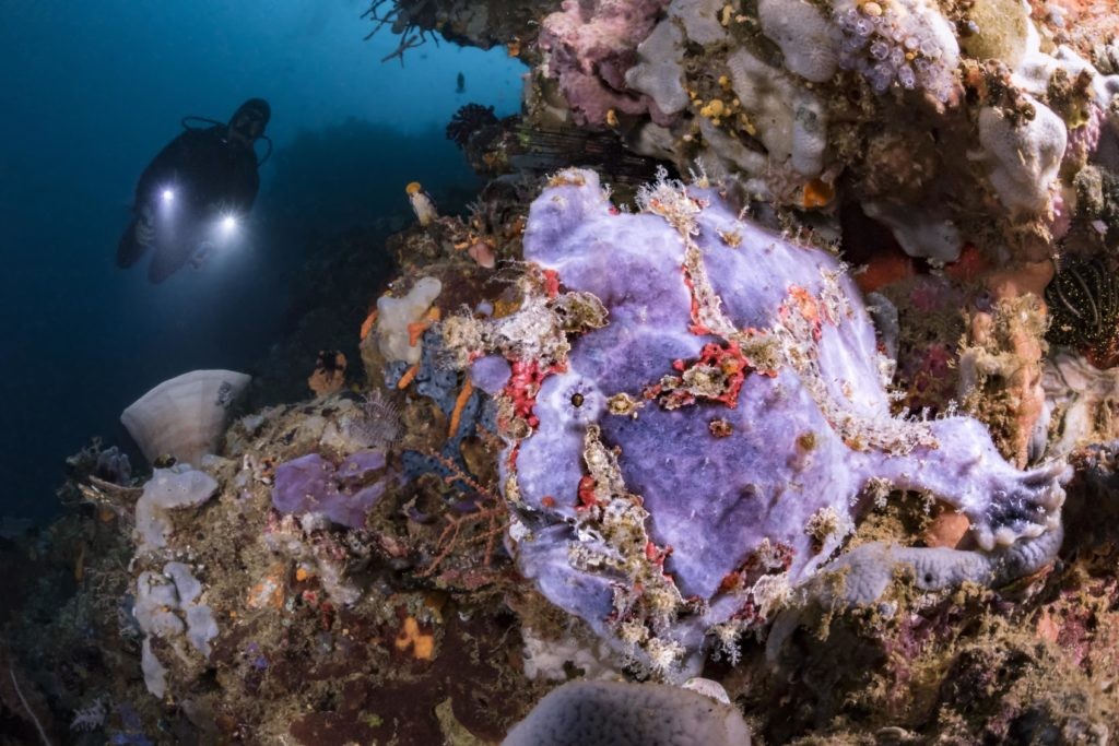 Dykning ved Pulau Bangka, Nord Sulawesi