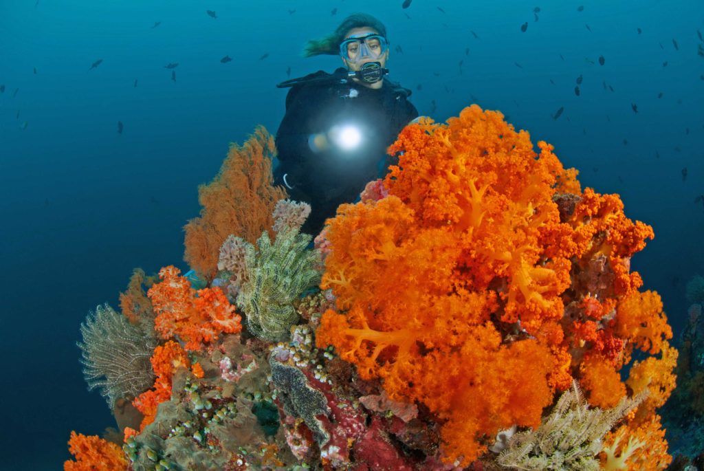 Dykning ved Pulau Bangka, Nord Sulawesi