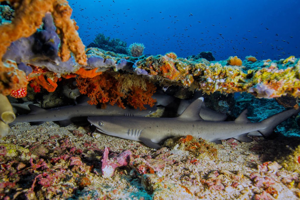 Dykning ved Pulau Bangka, Nord Sulawesi