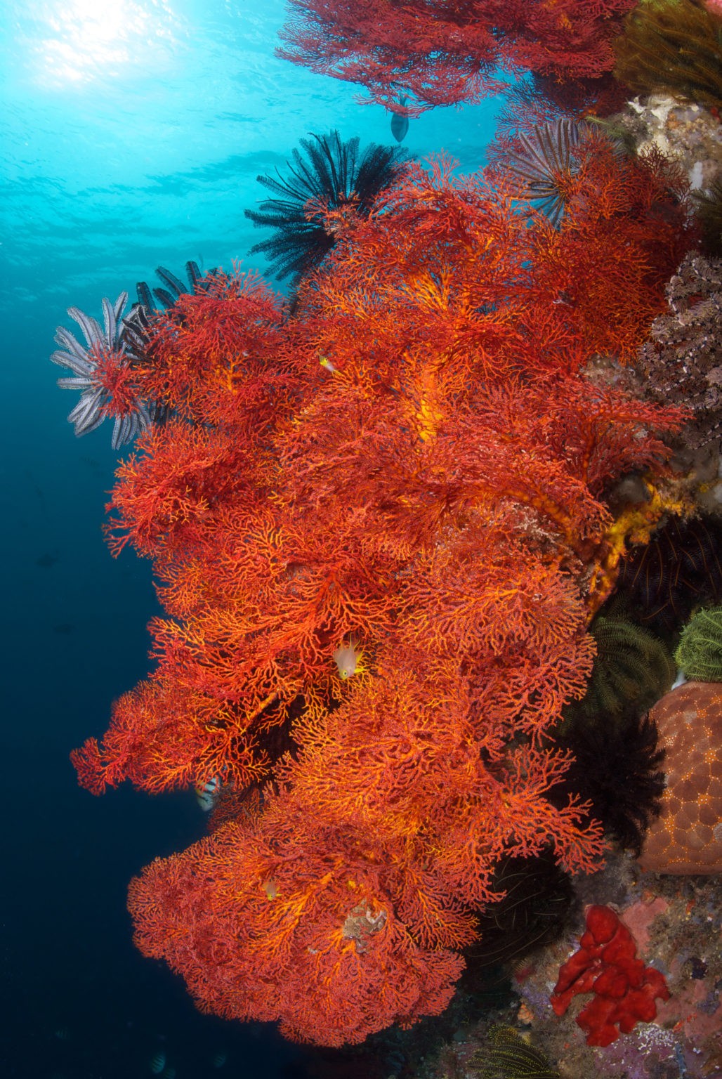Dykning ved Pulau Bangka, Nord Sulawesi