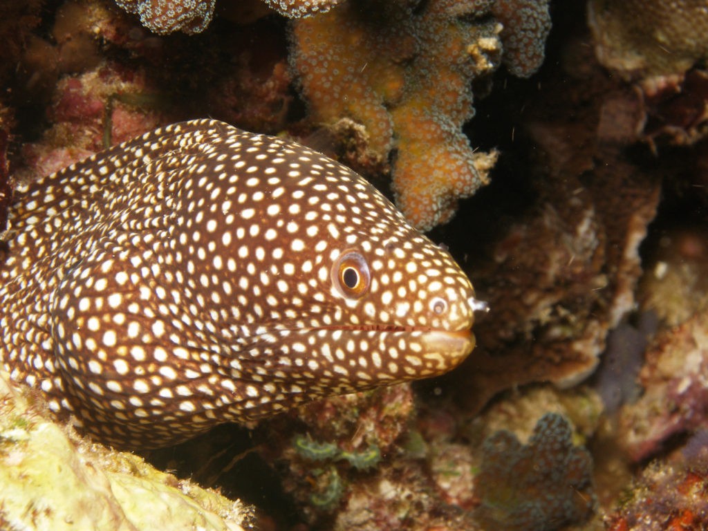 Revliv i Bunaken Nationalpark