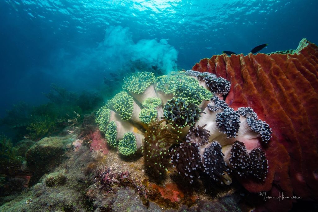 Nord Sulawesi Pulau Bangka