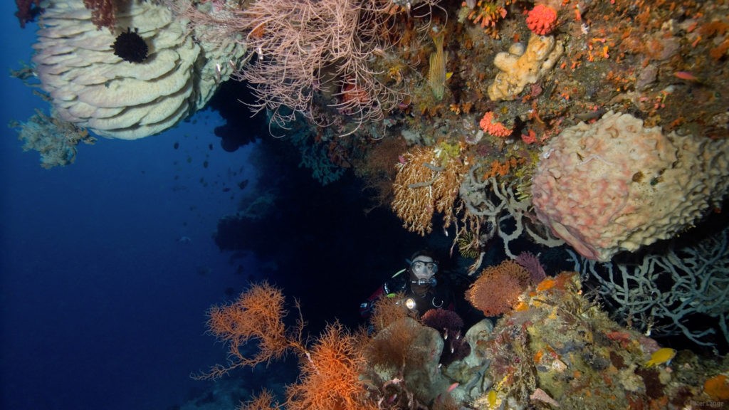 Dykning ved Pulau Selayar