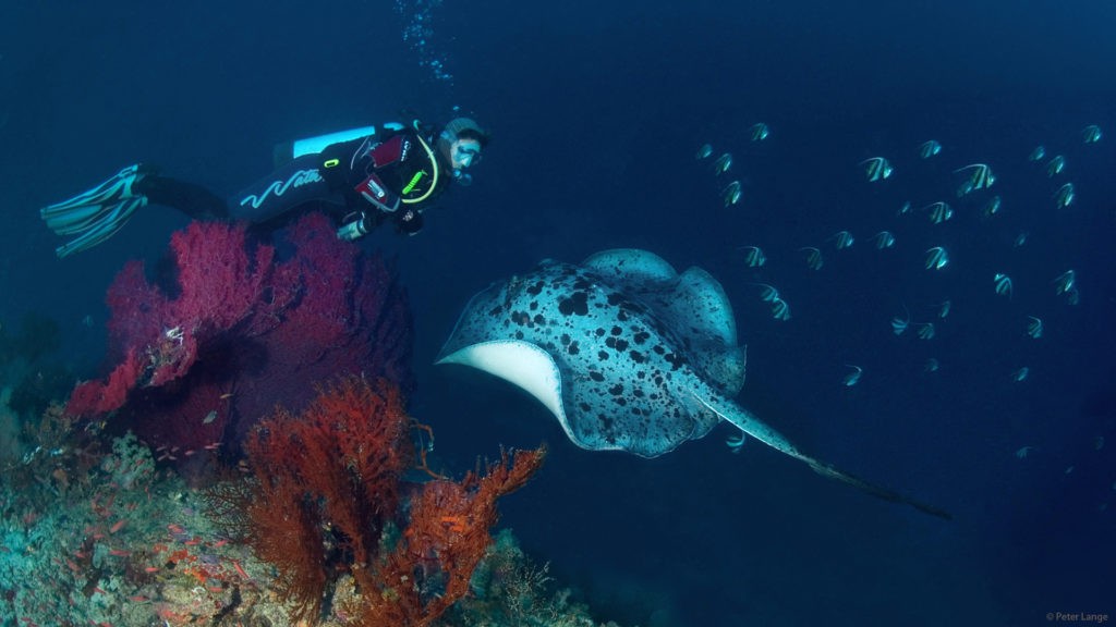 Dykning ved Pulau Selayar