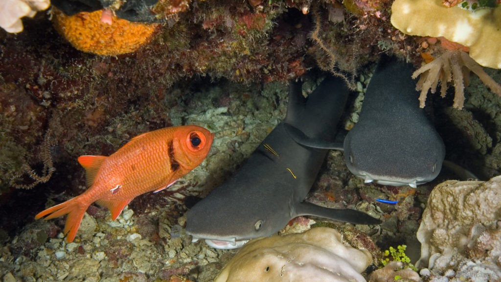 Dykning ved Pulau Selayar