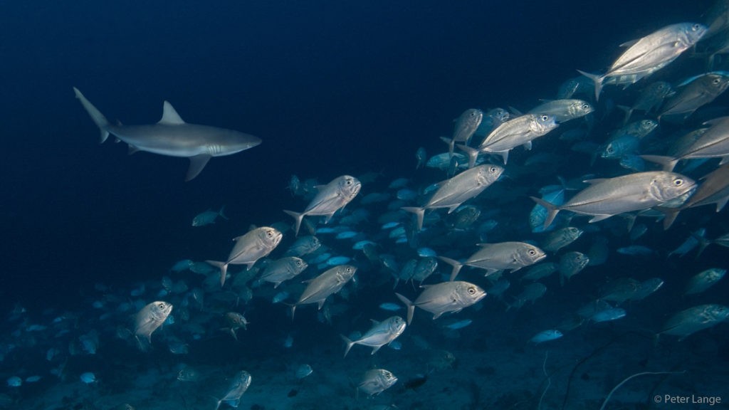 Dykning ved Pulau Selayar