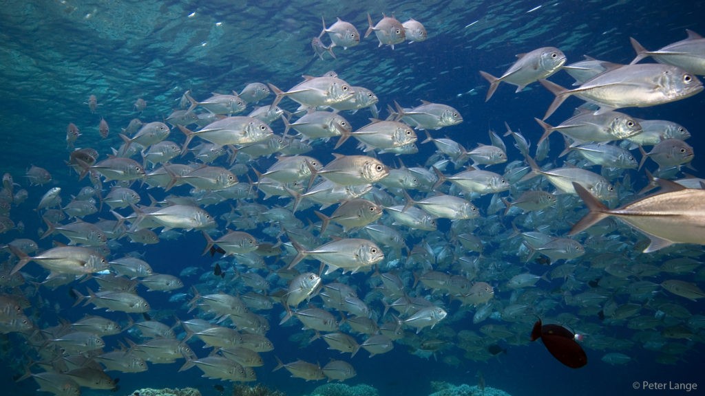 Dykning ved Pulau Selayar