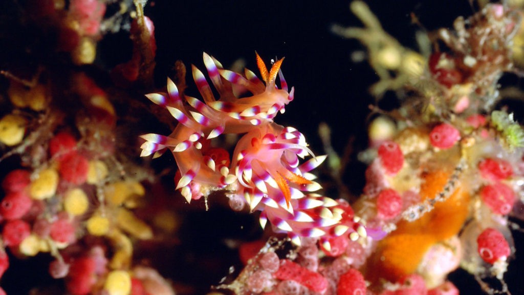 Dykning ved Pulau Selayar