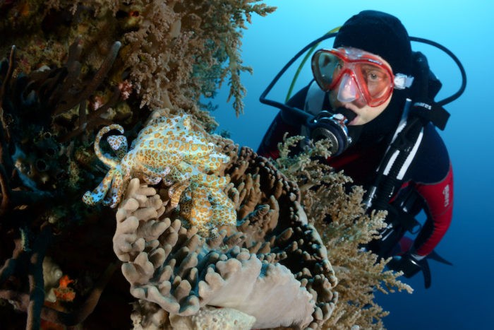 Dykning ved Tompotika, det centrale Sulawesi