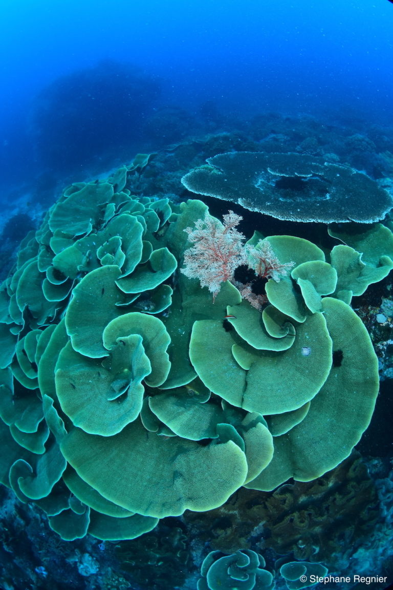 Dykning ved Tompotika, det centrale Sulawesi