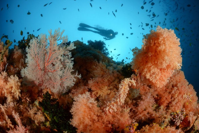Det centrale Sulawesi Tompotika