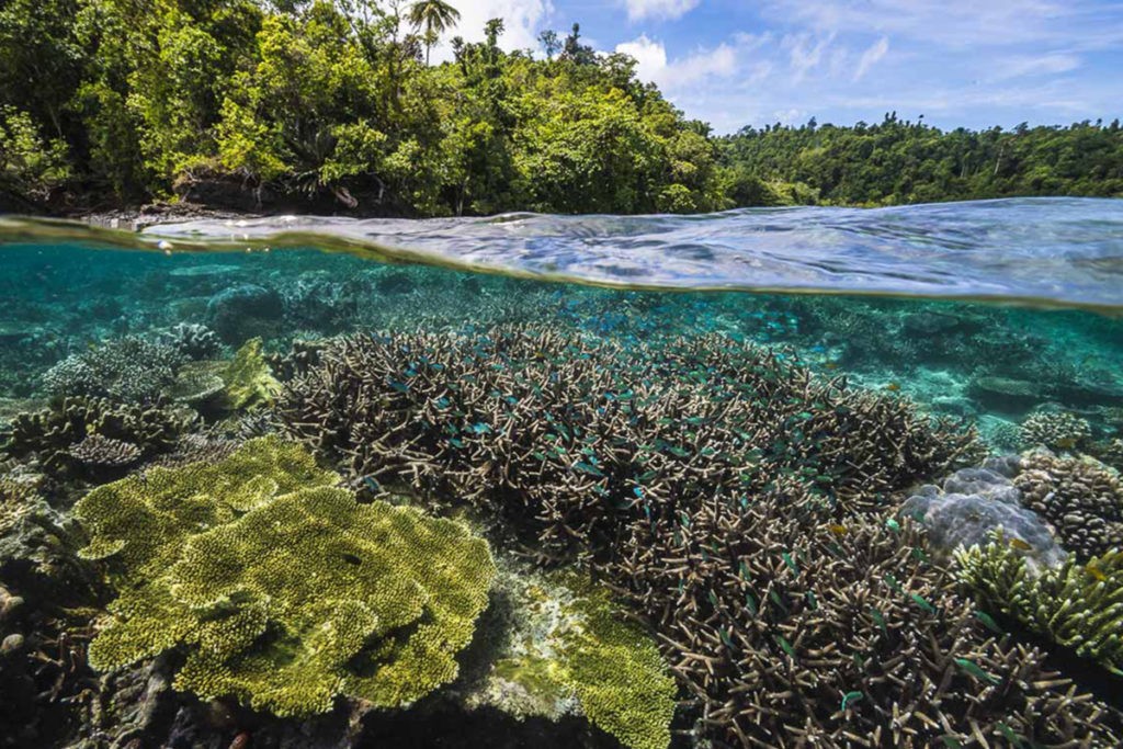 Dykning ved Pulau Batanta